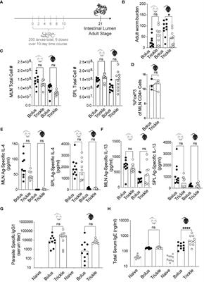 Trickle infection with Heligmosomoides polygyrus results in decreased worm burdens but increased intestinal inflammation and scarring